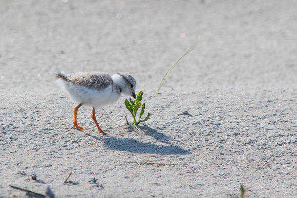 Piping Plover exploring a newfound world