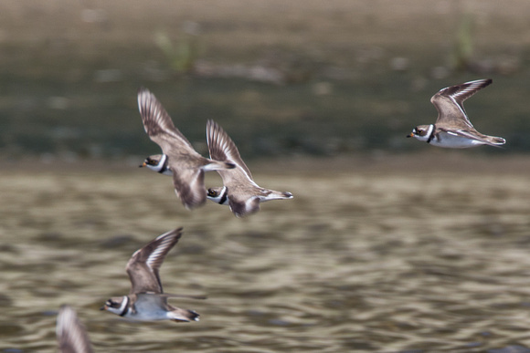 Semipalmated Plovers in flight