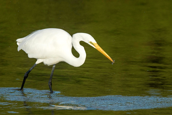 Great Egret with prey - Ding 11Jan2015