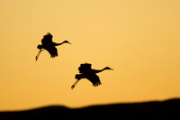 Crane pair landing at dusk