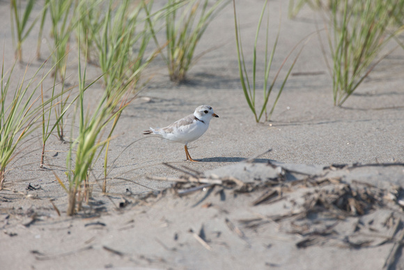 Piping Plover adult