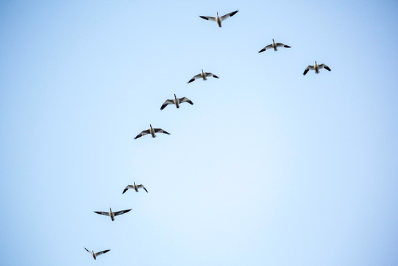 Snow geese in Vee formation