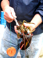 Sizing a lobster
