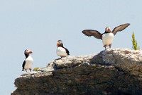 The Three Puffins
