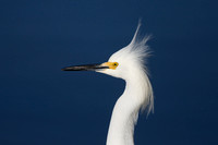 Snowy egret with punky hairdo