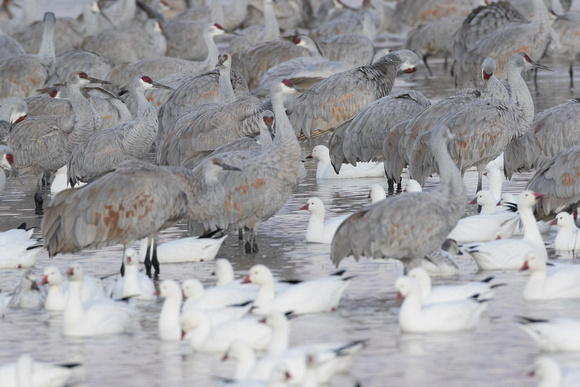 Sandhill cranes and Ross's geese