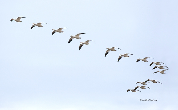 Snow geese flight formation