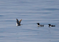 wing-up razorbill with two onlookers