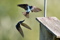Tree swallows - aerial maneuvers