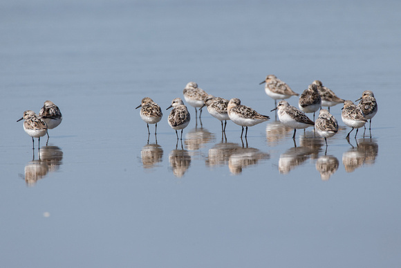 Semipalmated Sandpipers roosting
