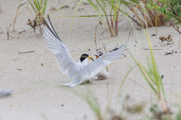 Least Tern juvenile begging to adult