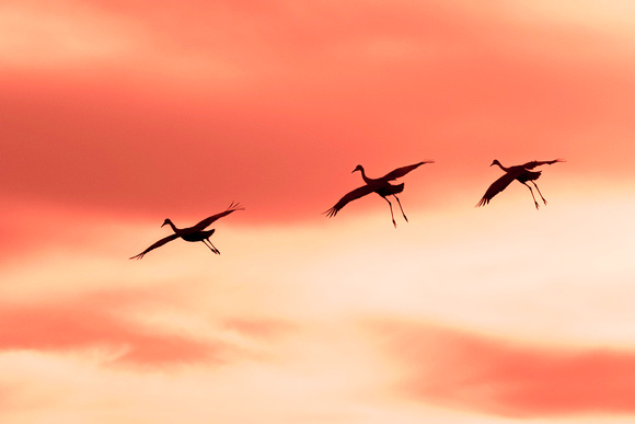 Cranes parachuting in pink skies