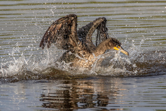 Double-crested Cormorant splashing Ding 13Jan2015