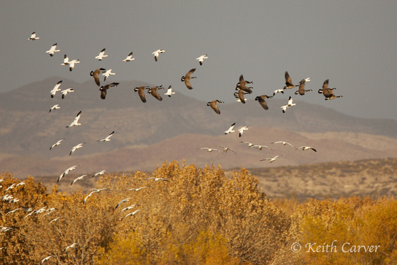 Mixed flock of snow geese and Canada geese