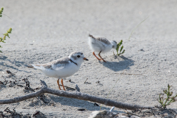 Piping Plover adult watches over chick
