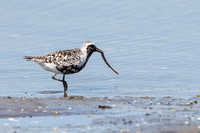 Black-bellied Plover with sea worm