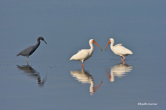 Little Blue Heron and White Ibis