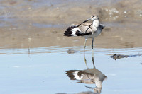 Willet with extended primary feathers