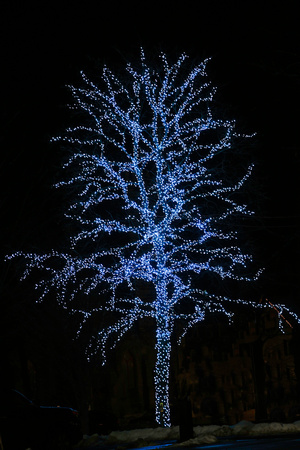 A holiday tree, Amherst, Massachusetts