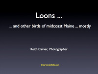 slide show:  Loons and other birds of midcoast Maine 2008