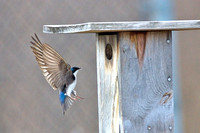 Tree swallow approaches nesting box