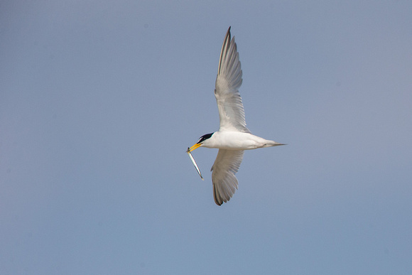 Least Tern in flight with sand lance