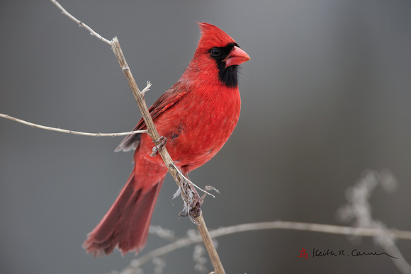 Keith Carver Photography • Zen Mass Birds 2014 Northern Cardinal Male